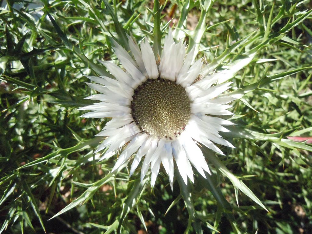 Colle Rotondo(AQ): Carlina acaulis L. subsp. caulescens